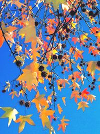 Low angle view of tree against sky