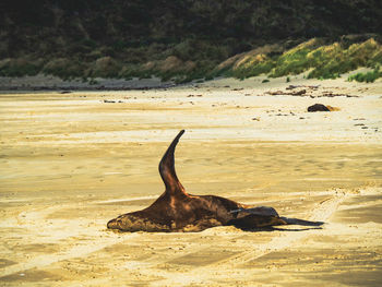 Dog on beach