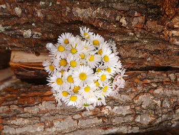 Close-up of white flowering plant against wall