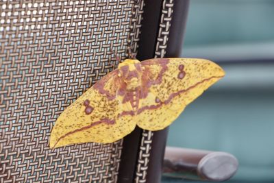 Close-up of yellow butterfly