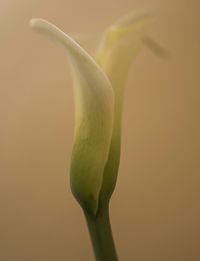 Close-up of flowers