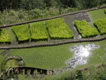 High angle view of agricultural field