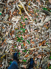 Low section of person standing on dry leaves on field