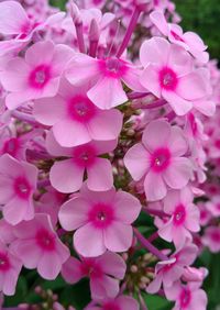 Close-up of pink flowers blooming outdoors