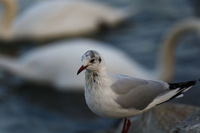 Close-up of seagull perching