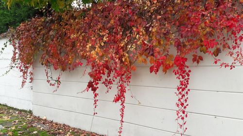 Close-up of ivy on tree during autumn