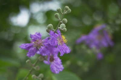 Close-up of purple flowering plant