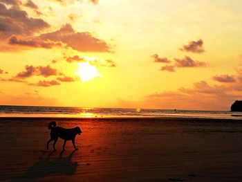 Dog on beach against sky during sunset