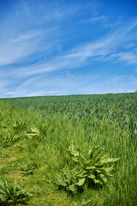 Scenic view of field against cloudy sky