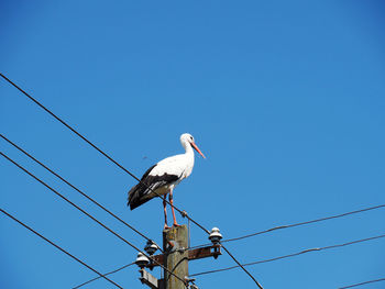 Low angle view of seagull perching on cable against clear blue sky