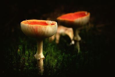 Close-up of mushroom growing on field