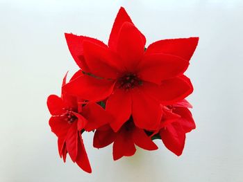 Close-up of red rose against white background