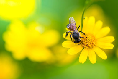 Close-up of bee pollinating on yellow flower