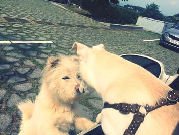 Dog looking away