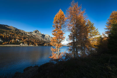 Scenic view of trees against clear blue sky