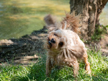 View of dog in water