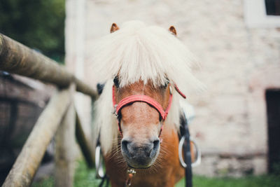 Close-up of horse