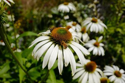 Close-up of bee on daisy blooming outdoors