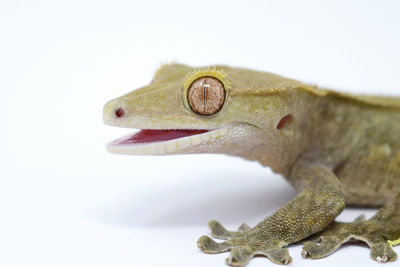 Close-up of a lizard