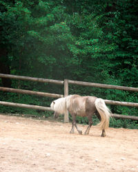 Horses in the field