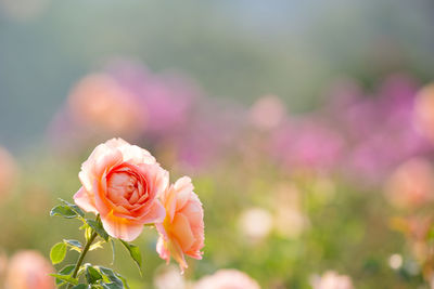 Close-up of pink flower against blurred background