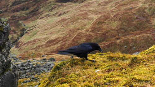 View of bird on rock