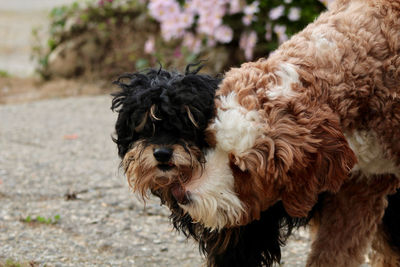 Close-up of dog