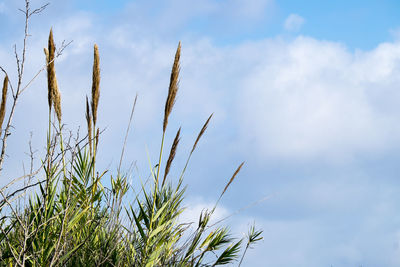 Low angle view of plants against sky