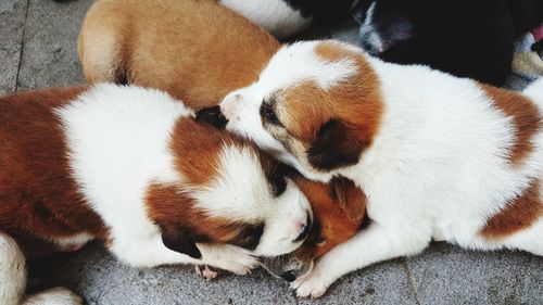 High angle view of puppy sleeping