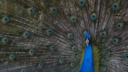 Full frame shot of peacock dancing with fanned out feathers