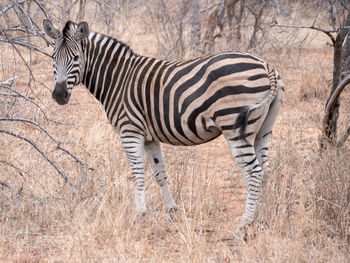 Side view of zebra standing against plants