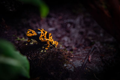 Close-up of dart frog on rock