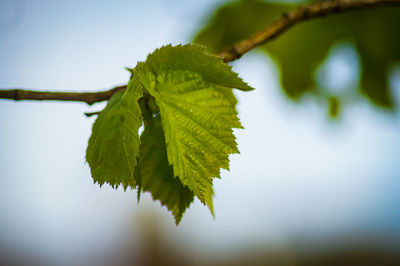 Close-up of leaves against sky