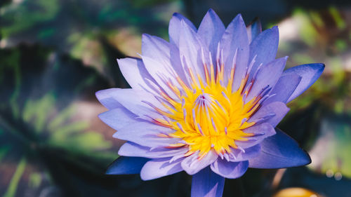 Close-up of purple flower