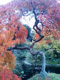 Tree by plants in forest during autumn