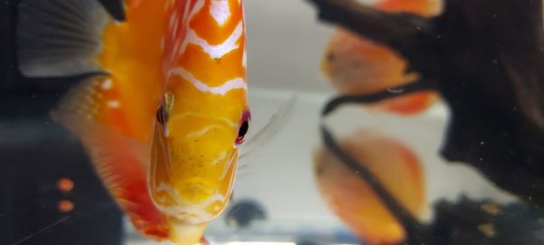 Close-up of fish swimming in an aquarium 