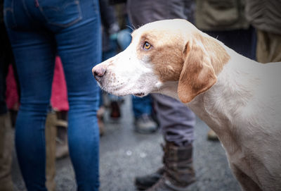 Low section of man standing by dog