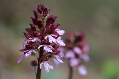 Close-up of purple flowering plant