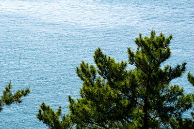 High angle view of plants by sea