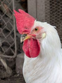 domestic animals