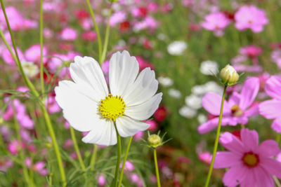 Close-up of fresh white cosmos flowers blooming outdoors