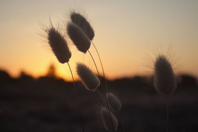 Close-up of wheat growing on field against sky at sunset