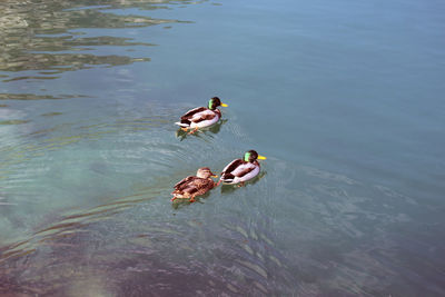 High angle view of ducks swimming in lake