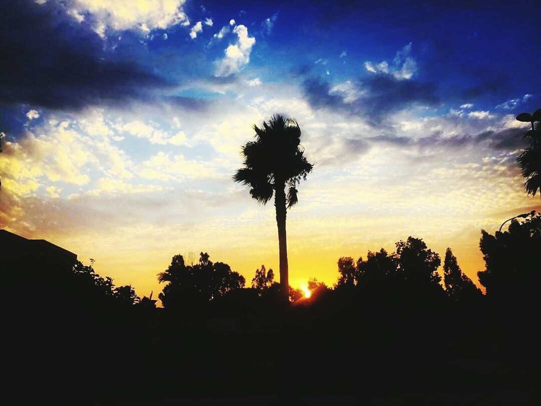 sunset, tree, silhouette, sky, cloud - sky, beauty in nature, palm tree, nature, no people, scenics, outdoors, growth, low angle view, landscape, treetop, day