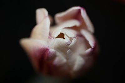 Close-up of human hand against black background