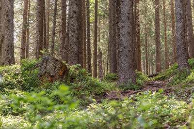 Summer forest scene with small footpath through forest in early morning in summer.