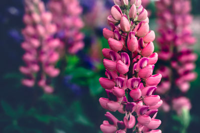 Summer background with blooming bright pink lupine flowers. beautiful nature scene. moody bold color