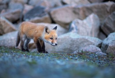 Fox by rocks on field