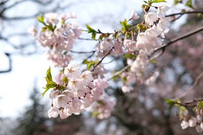 Close-up of cherry blossoms in spring