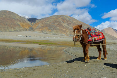 View of a horse in the lake against mountain range